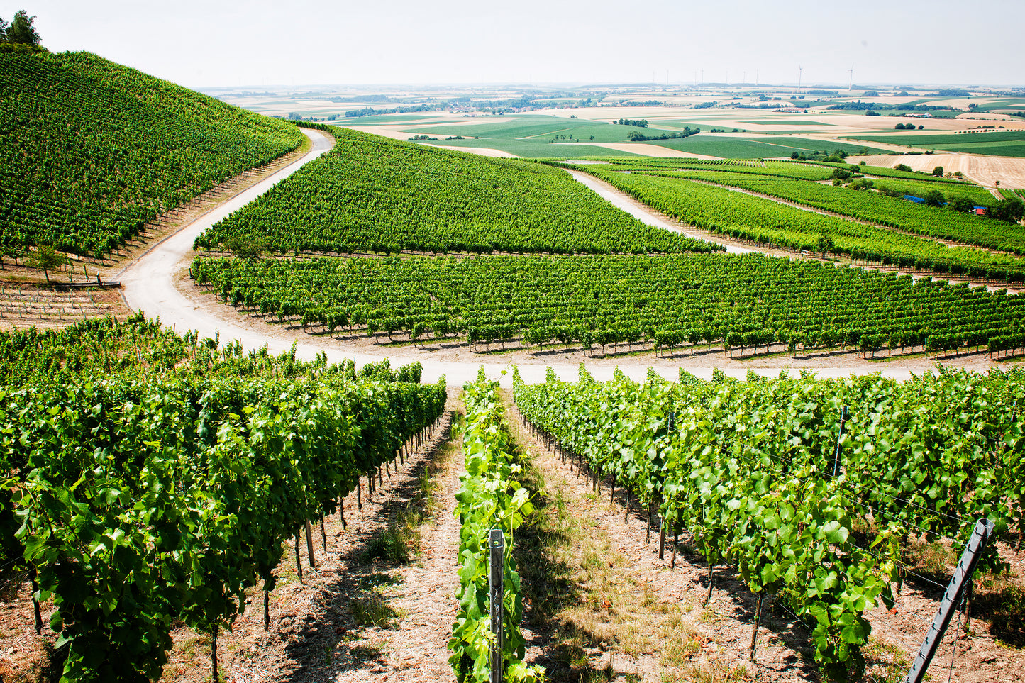 Weinberge im Bullenheimer Paradies im Sommer mit Weitblick