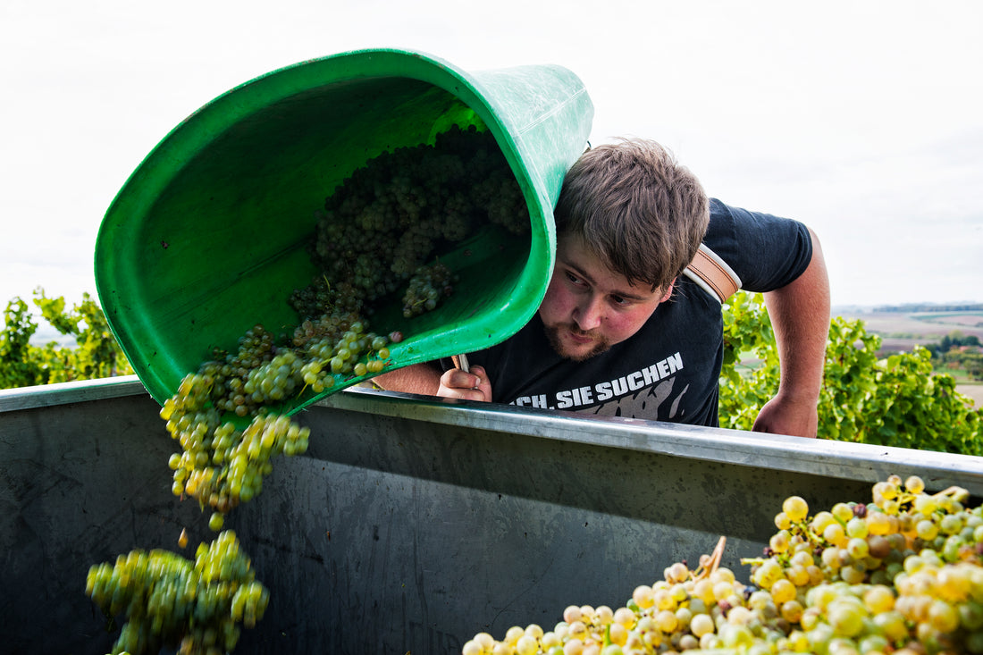 Lukas Schmidt im Weingut in Bullenheim