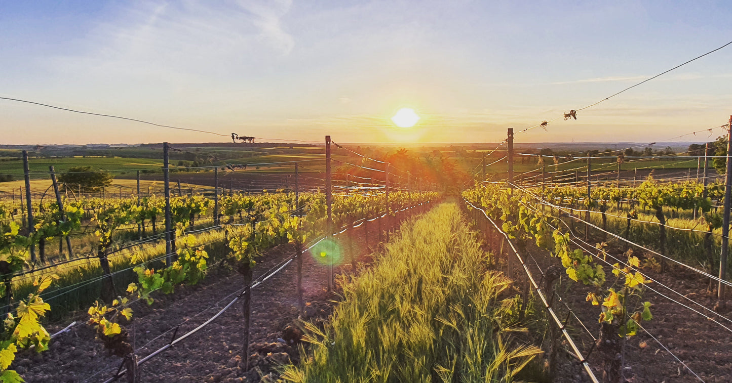 Weinberge im Frühjahr, Sonnenschein, gute Laune